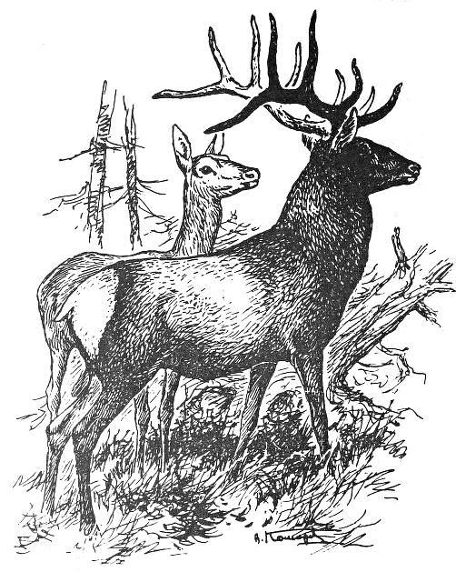 Caspian red deer sketch