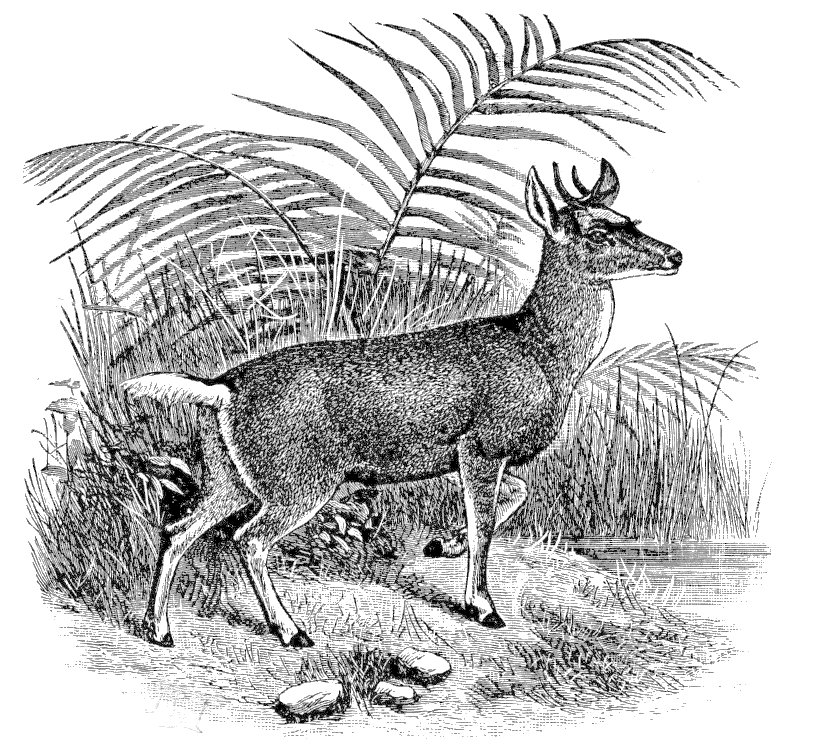 Chilian Deer  Cariacus chilensis