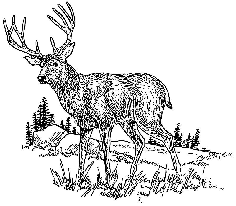 Deer buck in field