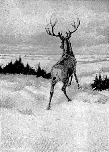 Stag in snowy field