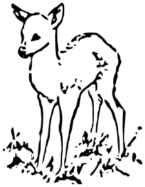 deer fawn BW