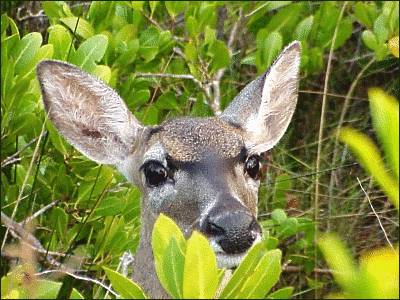 deer in mangroves