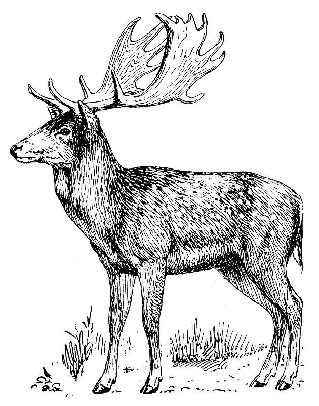 Fallow Deer lineart