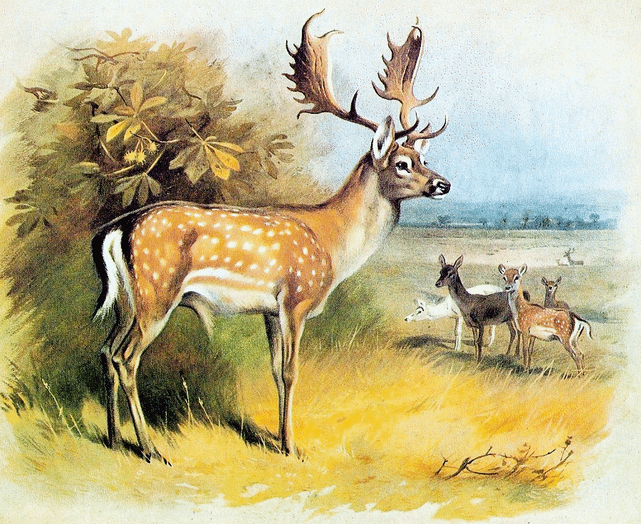 Fallow deer  Thorburn