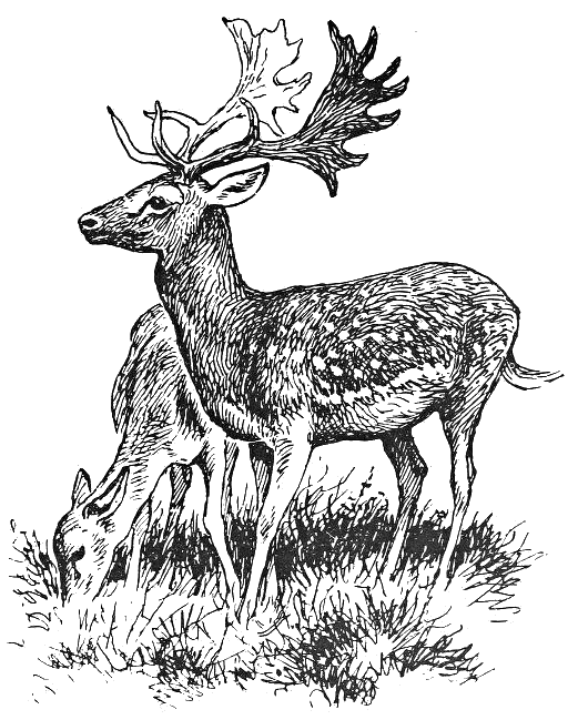 Fallow deer lineart 2