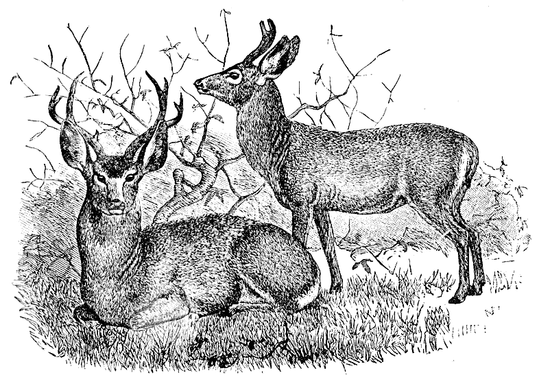 Mule Deer  Cariacus macrotis