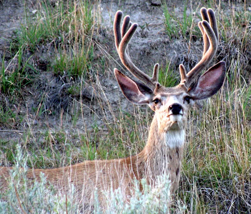 Mule deer buck photo