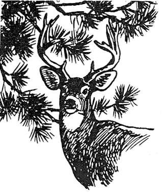 mule deer in pines