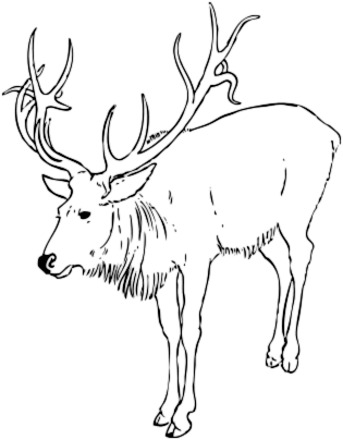 reindeer stag