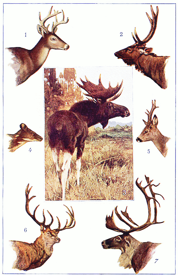 types of deer