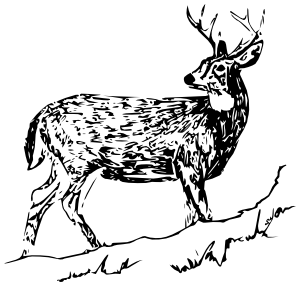 White-tailed deer 2