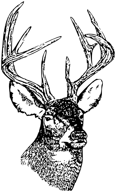 Whitetail deer head