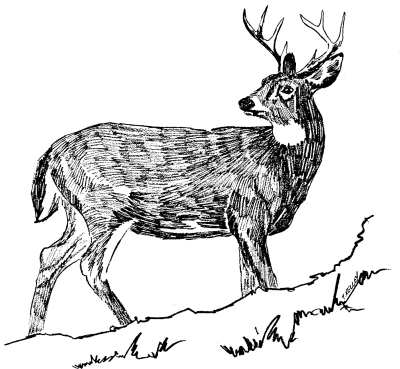 white tailed deer 5