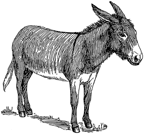 Donkey lineart