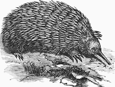Porcupine anteater BW