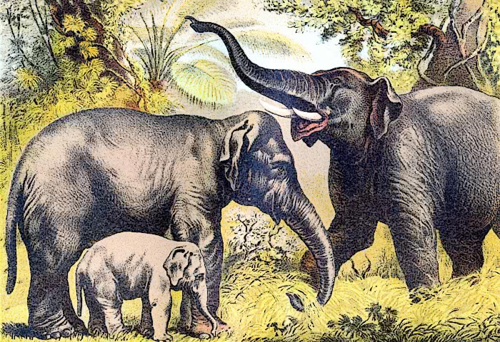 Elephants asiatic