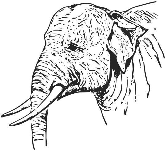 Indian Elephant head