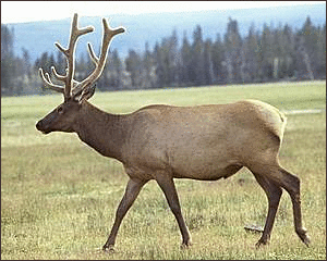 Elk picture