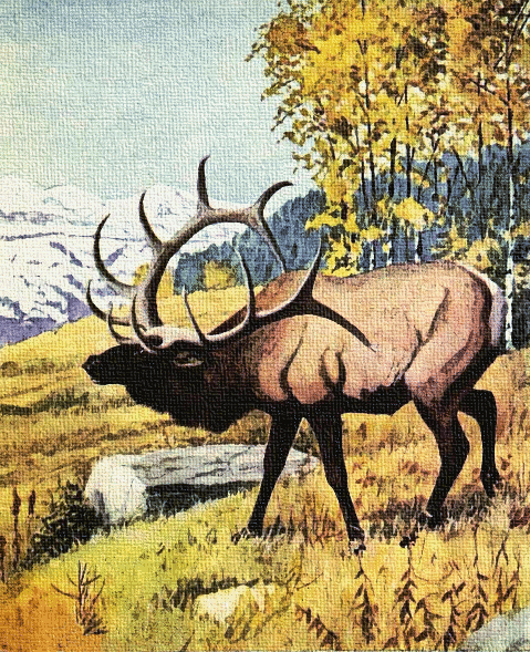Elk scene