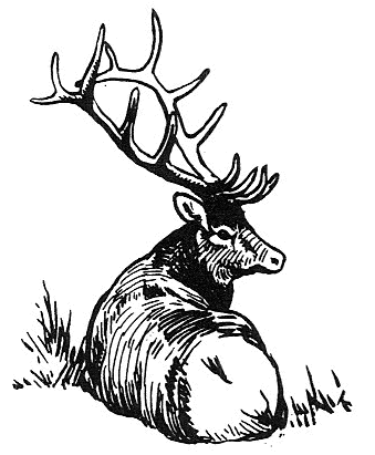 elk resting