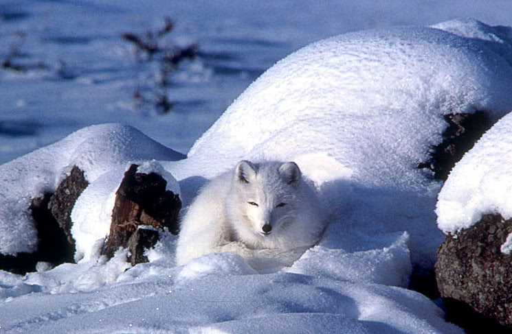 Artic Fox in snow