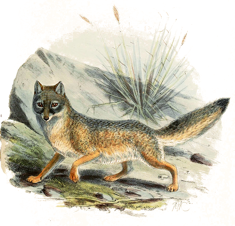 Kit Fox  Vulpes macrotis