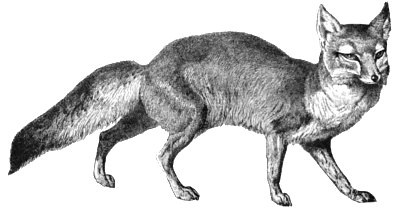corsac fox sketch