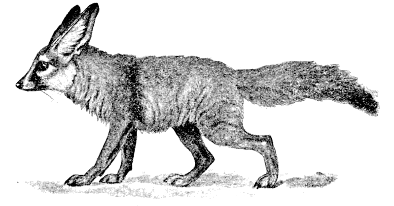 Fennec Fox  Canis zerda