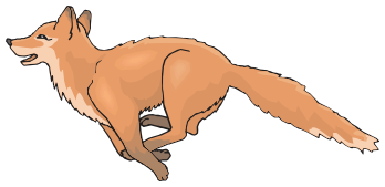 fox running