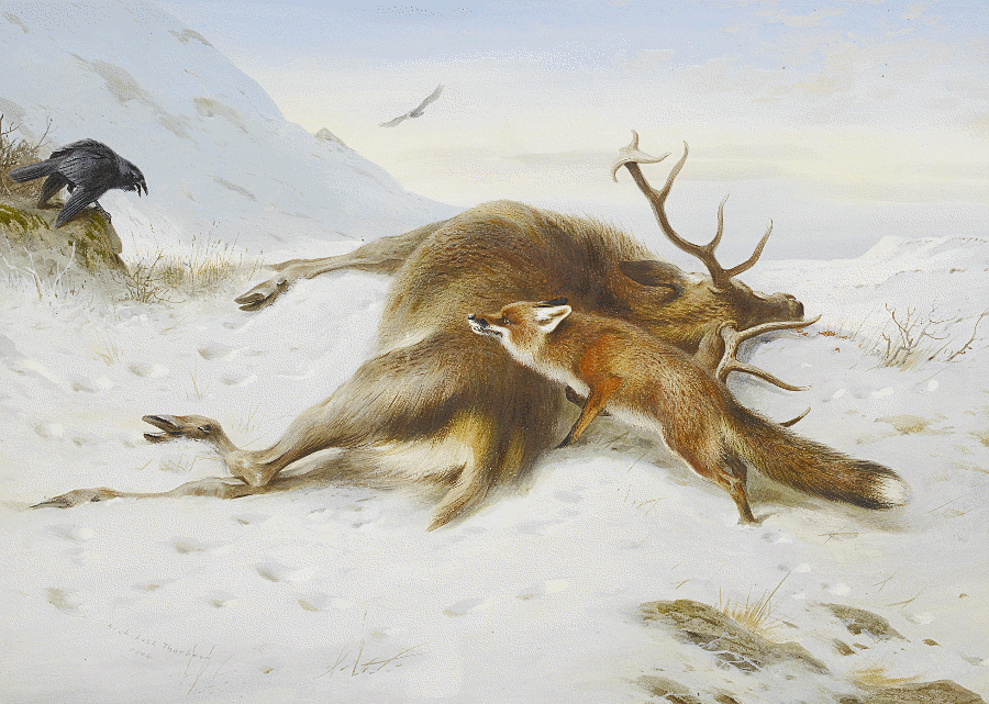 Fox by deer