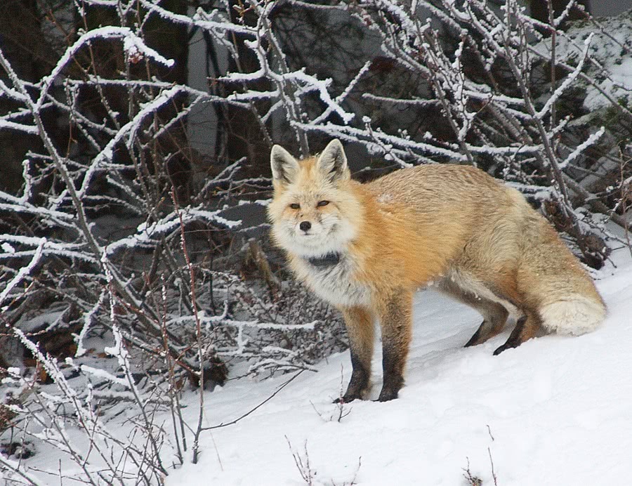 Cascade Red fox
