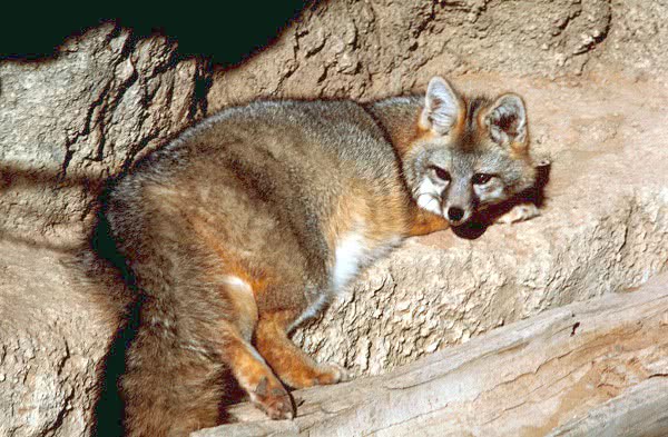 Gray fox  Urocyon cinereoargenteus