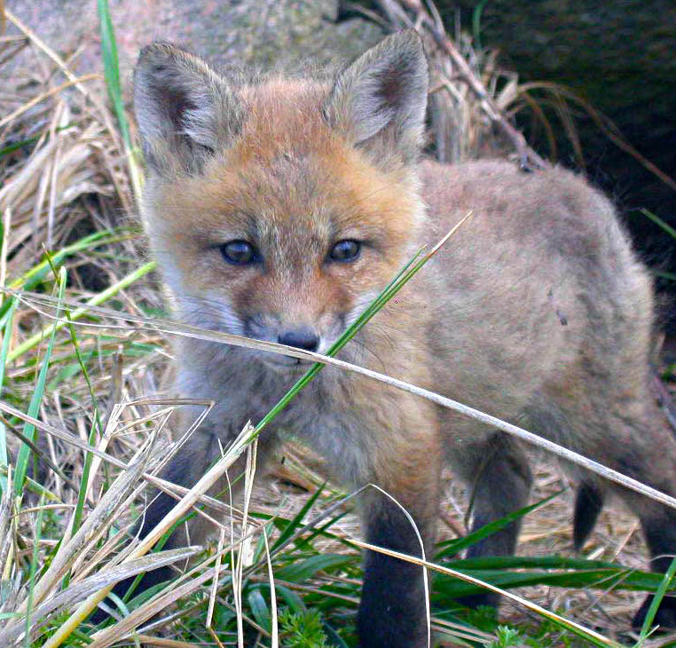 Red Fox baby