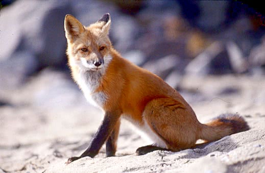 Red fox sitting