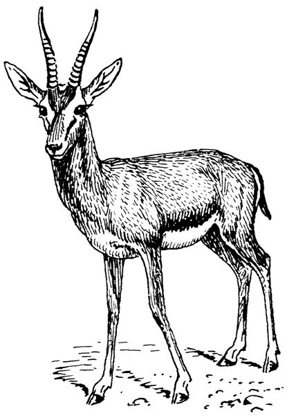 gazelle drawing