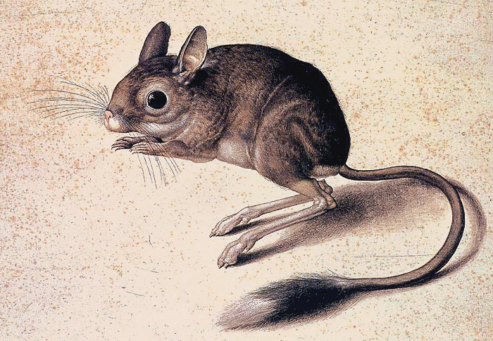 Gerbil old painting