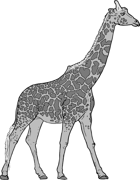 giraffe sharp
