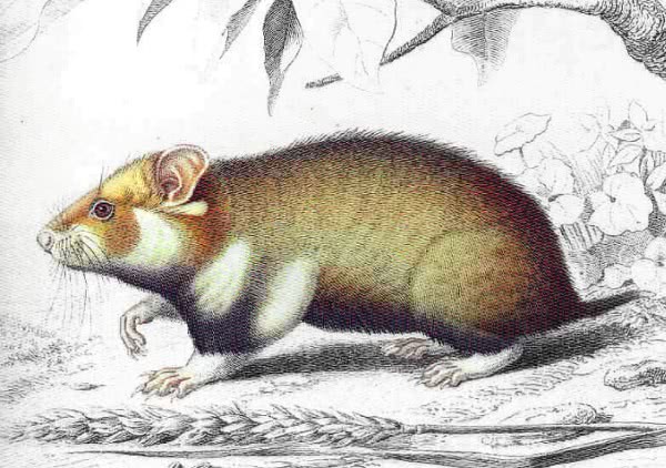 Hamster  Cricetus vulgaris