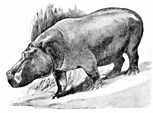 Hippopotamus  Hippopotamus amphibius