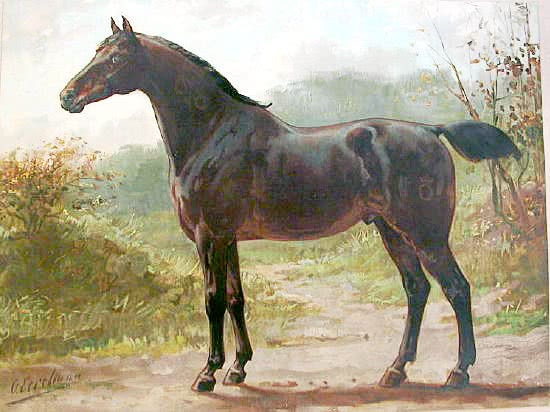 Oldenburger horse