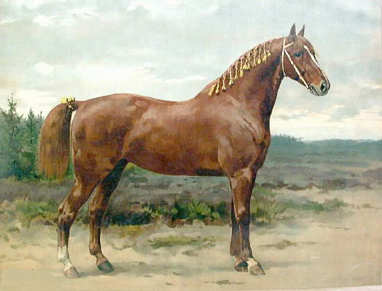gelderlander horse