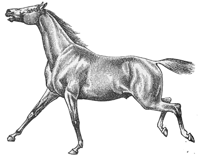 horse 10