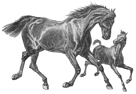 horse 15