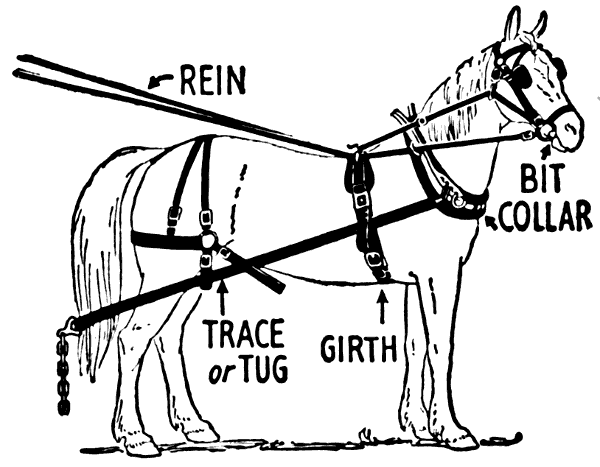 collar_rein_girth_on_horse.png
