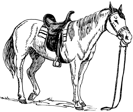 horse saddled