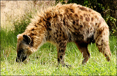 hyena Spotted