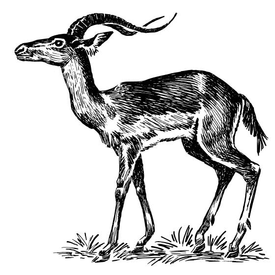 Impala drawing