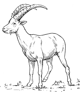 Ibex drawing