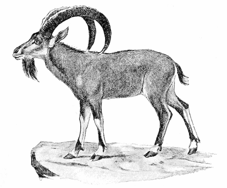 Sinaitic Ibex  Capra sinaitica