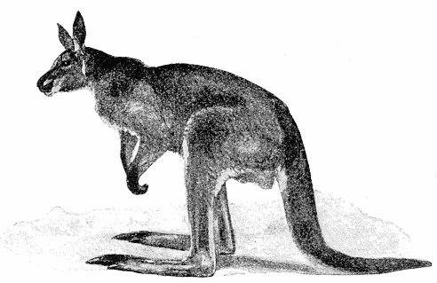 Red Kangaroo sketch